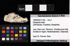 Foto (Objket + Etiketten) von Decapoda indet. 